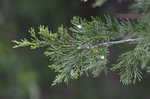 Eastern redcedar